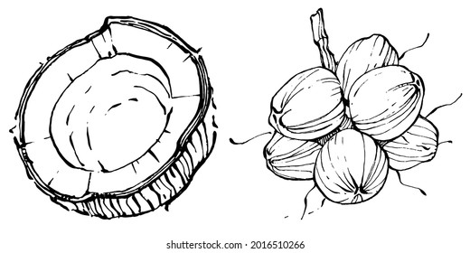 Vector coconut hand drawn Sketch. Vector tropical food illustration. Vintage style. The best for design logo, menu, label, icon, stamp.