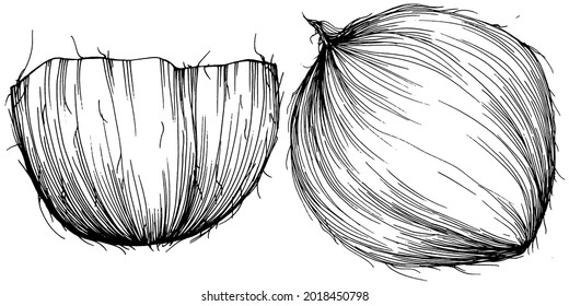 Vector coconut hand drawn Sketch. Vector tropical food illustration. Vintage style. The best for design logo, menu, label, icon, stamp.