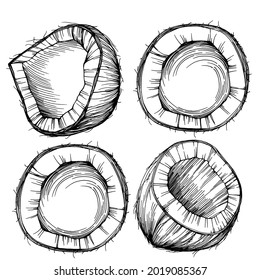 Vector coconut hand drawn Sketch. Vector tropical food illustration. Vintage style. The best for design logo, menu, label, icon, stamp.