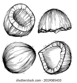 Vector coconut hand drawn Sketch. Vector tropical food illustration. Vintage style. The best for design logo, menu, label, icon, stamp.