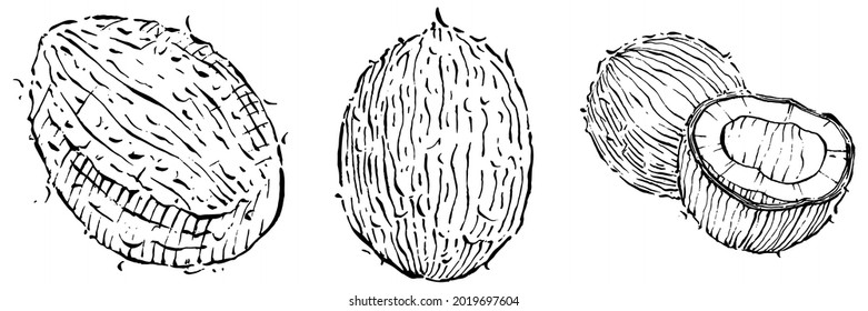 Vector coconut hand drawn Sketch. Vector tropical food illustration. Vintage style. The best for design logo, menu, label, icon, stamp.