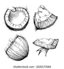 Vector coconut hand drawn Sketch. Vector tropical food illustration. Vintage style. The best for design logo, menu, label, icon, stamp.