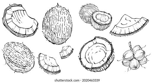 Esbozo dibujado a mano con coco vectorial. Ilustración de comida tropical vectorial. Estilo vintage. Lo mejor para el diseño logotipo, menú, etiqueta, icono, sello.
