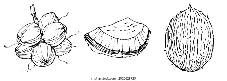 Vector coconut hand drawn Sketch. Vector tropical food illustration. Vintage style. The best for design logo, menu, label, icon, stamp.