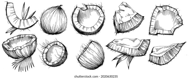 Vector coconut hand drawn Sketch. Vector tropical food illustration. Vintage style. The best for design logo, menu, label, icon, stamp.
