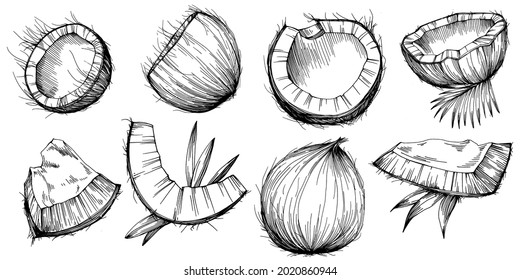 Vector coconut hand drawn Sketch. Vector tropical food illustration. Vintage style. The best for design logo, menu, label, icon, stamp.