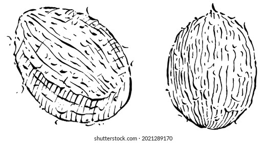 Vector coconut hand drawn Sketch. Vector tropical food illustration. Vintage style. The best for design logo, menu, label, icon, stamp.