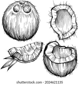Vector coconut hand drawn Sketch. Vector tropical food illustration. Vintage style. The best for design logo, menu, label, icon, stamp.
