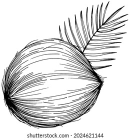 Vector coconut hand drawn Sketch. Vector tropical food illustration. Vintage style. The best for design logo, menu, label, icon, stamp.