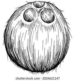 Vector coconut hand drawn Sketch. Vector tropical food illustration. Vintage style. The best for design logo, menu, label, icon, stamp.