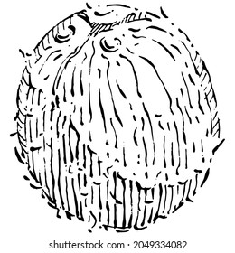 Esbozo dibujado a mano con coco vectorial. Ilustración de comida tropical vectorial. Estilo vintage. Lo mejor para el diseño logotipo, menú, etiqueta, icono, sello.