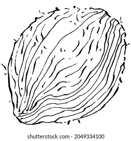 Vector coconut hand drawn Sketch. Vector tropical food illustration. Vintage style. The best for design logo, menu, label, icon, stamp.