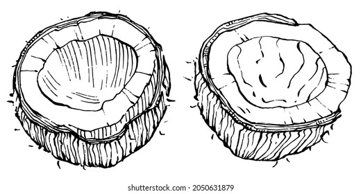 Esbozo dibujado a mano con coco vectorial. Ilustración de comida tropical vectorial. Estilo vintage. Lo mejor para el diseño logotipo, menú, etiqueta, icono, sello.