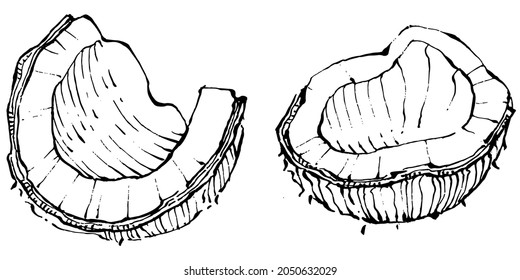 Vector coconut hand drawn Sketch. Vector tropical food illustration. Vintage style. The best for design logo, menu, label, icon, stamp.