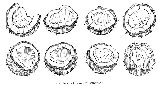 Vector coconut hand drawn Sketch. Vector tropical food illustration. Vintage style. The best for design logo, menu, label, icon, stamp.
