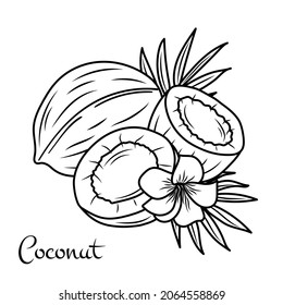 Vector coconut hand drawn sketch with palm leaf. Sketch vector tropical food illustration. Vintage style
