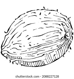 Vector coconut hand drawn Sketch. Vector tropical food illustration. Vintage style. The best for design logo, menu, label, icon, stamp.