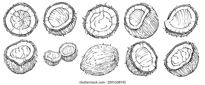 Vector coconut hand drawn Sketch. Vector tropical food illustration. Vintage style. The best for design logo, menu, label, icon, stamp.
