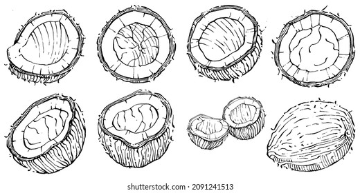 Vector coconut hand drawn Sketch. Vector tropical food illustration. Vintage style. The best for design logo, menu, label, icon, stamp.