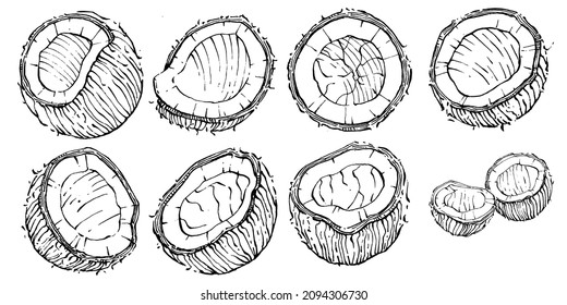 Vector coconut hand drawn Sketch. Vector tropical food illustration. Vintage style. The best for design logo, menu, label, icon, stamp.