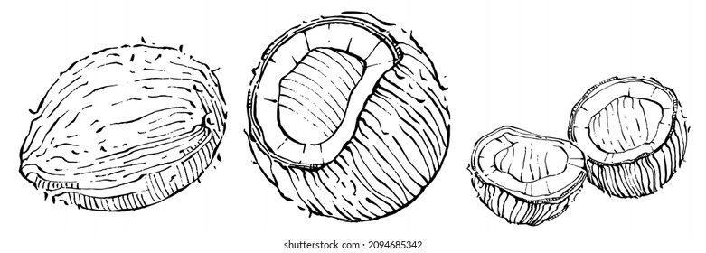 Vector coconut hand drawn Sketch. Vector tropical food illustration. Vintage style. The best for design logo, menu, label, icon, stamp.