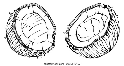 Vector coconut hand drawn Sketch. Vector tropical food illustration. Vintage style. The best for design logo, menu, label, icon, stamp.
