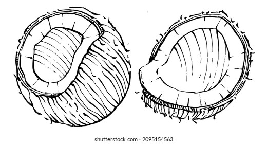 Vector coconut hand drawn Sketch. Vector tropical food illustration. Vintage style. The best for design logo, menu, label, icon, stamp.