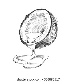 vector coconut hand drawn sketch with palm leaf. vintage style detailed ink and pencil illustration