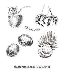 vector coconut hand drawn sketch. vintage style detailed ink and pencil illustration