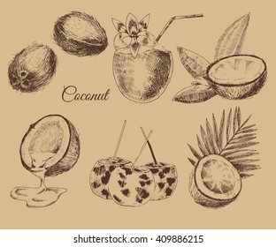 vector coconut hand drawn sketch with palm leaf. vintage style detailed ink and pencil illustration