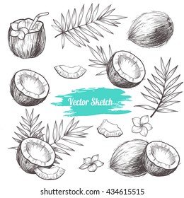 Vector coconut hand drawn sketch with palm leaf.  Sketch vector tropical food illustration. Vintage style