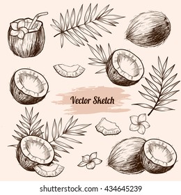 Vector coconut hand drawn sketch with palm leaf.  Sketch vector tropical food illustration. Vintage style