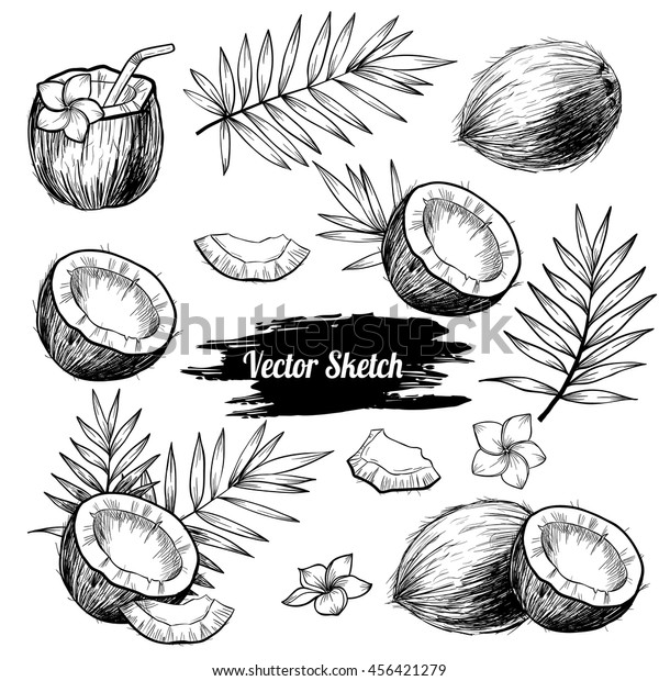 Vector coconut hand\
drawn sketch with palm leaf.  Sketch vector tropical food\
illustration. Vintage\
style