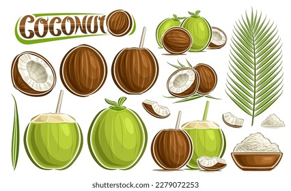 Vector Coconut Set, lot collection of cut out illustrations tropic still life composition with chopped riped and green unriped fruits and coconut in brown dish, group of various nuts and text coconut