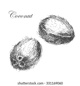 vector coconut sketch. ink and pen detailed hand drawn vintage style botanical illustration