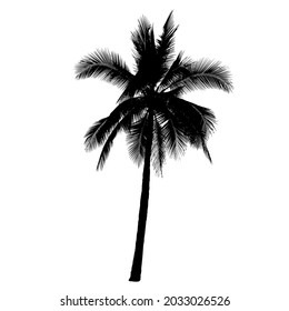 vector coconut tree silhouettes on white background ,