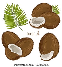 Vector coconut. Unpeeled whole, break half and cracked coconut piece, green palm leaf isolated on white background. Vector fresh exotic fruit isolated set. Cartoon icon illustration
