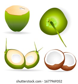 Vector Coconuts Illustrations for This summer, Coconut water,  Tender Coconut