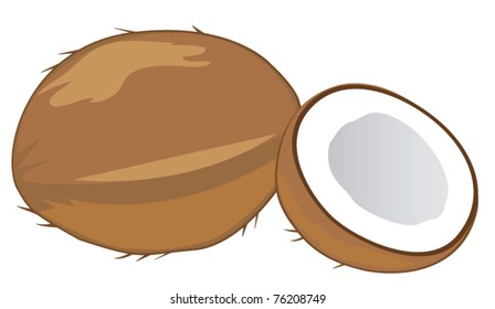 vector coconuts isolated on white background