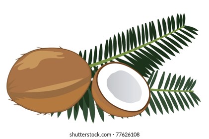 vector coconuts with leaves