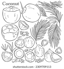 Cocos vectoriales y hojas tropicales. Esbozo dibujado a mano con hojas de palma aislado de coco. Esbozar ilustración de comida tropical vectorial. Trozos de leche de frutas de coco para envasar fondo vegetal.