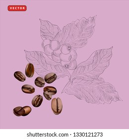 Vector coffee ads with beans in 3d illustration with ingredient plants and field scenery in etching shading style. Aroma rich drink. Decorative retro design, print, card, banner