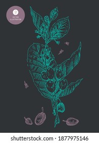Vector coffee bean drawing in engraving style. Isolated coffee branch illustration with leaf, berry, fruit, seed in engraved style for vintage label design on gray background. Natural organic caffeine