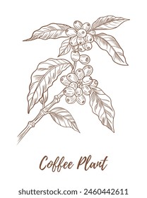 Vector coffee plant with berries beans line art illustration, graphic line coffee plant combination. Coffee berries. Coffee beans. Great for any designs, textile, art, walls, package