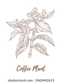 Planta de Vector con granos de bayas ilustración de arte de línea, combinación de planta de café de línea gráfica. Bayas de café. Granos de café. Ideal para cualquier diseño, textil, arte, paredes, paquete