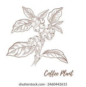 Vector coffee plant with berries beans line art illustration, graphic line coffee plant combination. Coffee berries. Coffee beans. Great for any designs, textile, art, walls, package