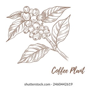 Vector coffee plant with berries beans line art illustration, graphic line coffee plant combination. Coffee berries. Coffee beans. Great for any designs, textile, art, walls, package