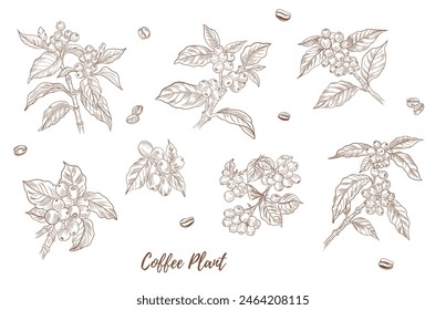 Vector coffee plant with berries beans line art illustration, graphic line coffee plant combination. Coffee berries. Coffee beans. Great for any designs, textile, art, walls, package