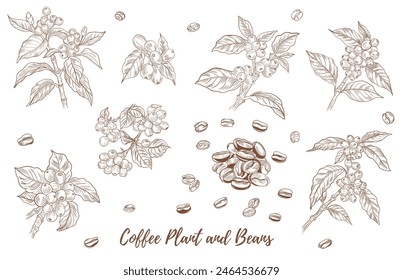 Vector coffee plant with berries beans line art illustration, graphic line coffee plant combination. Coffee berries. Coffee beans. Great for any designs, textile, art, walls, package