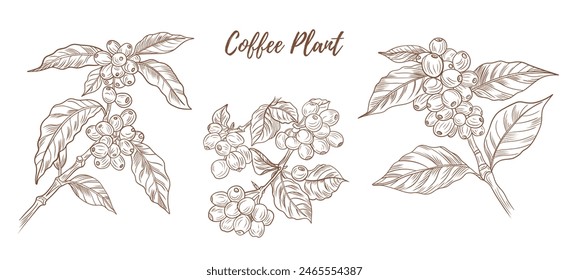 Vector coffee plant with berries beans line art illustration, graphic line coffee plant combination. Coffee berries. Coffee beans. Great for any designs, textile, art, walls, package